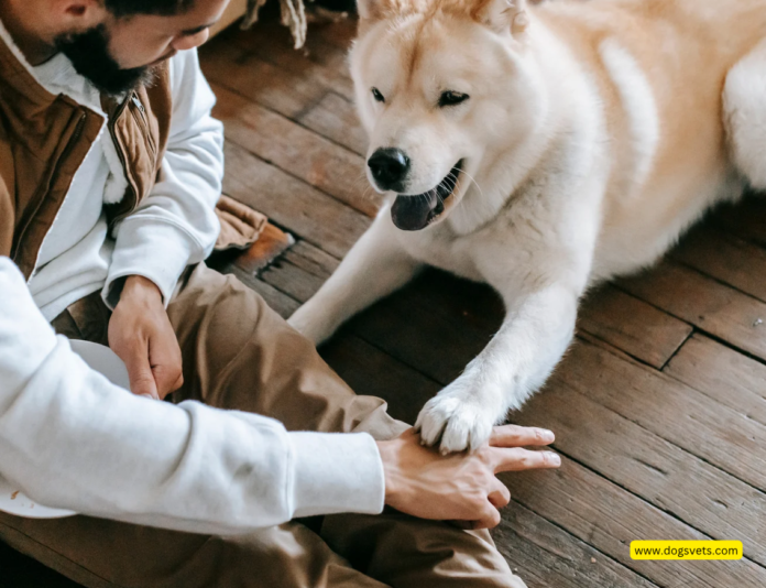 Creating Happy, Obedient Dogs: The Canine City Training Program